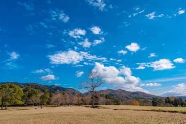 Mavi arkaplanı olan bir tarladaki tek bir ağaç gövdesinin manzarası.