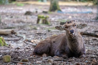 Parkta oturan vahşi bir geyiğin yakın plan görüntüsü.