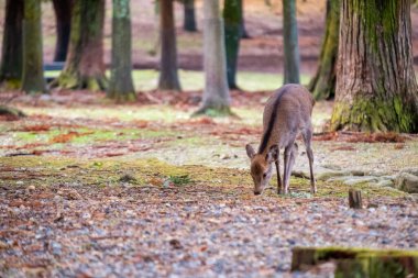 Parktaki vahşi bir geyiğin yakın plan görüntüsü.