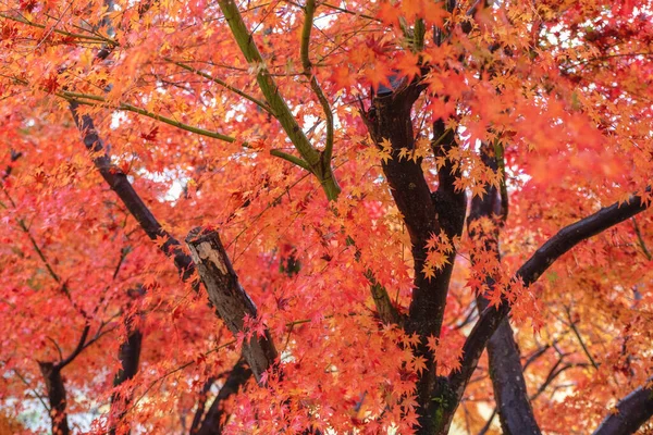 Imagen Paisaje Hojas Árboles Colores Rojo Amarillo Otoño —  Fotos de Stock