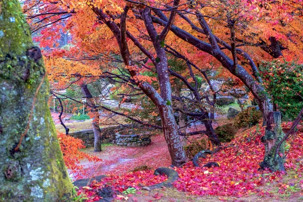 Пейзаж Изображения Листьев Дерева Красного Желтого Цветов Осенью — стоковое фото