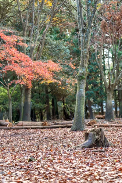 Imagen Paisaje Del Parque Con Hojas Árboles Colores Rojo Amarillo —  Fotos de Stock