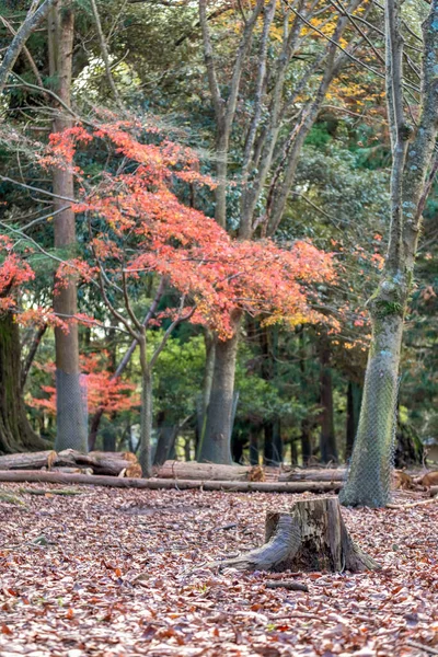 秋には赤や黄色の木の葉を持つ公園の風景画像 — ストック写真