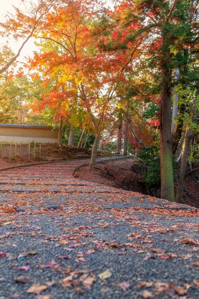 秋には赤や黄色の木の葉で覆われた道のクローズアップ画像 — ストック写真