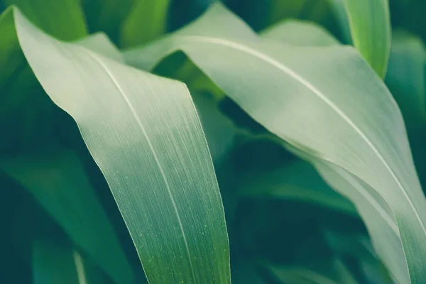 Detailní Záběr Kukuřičného Pole Farmě — Stock fotografie