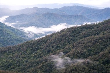 Mavi gökyüzü arka planına sahip sisli bir günde yeşil yağmur ormanı tepelerinin manzara görüntüsü