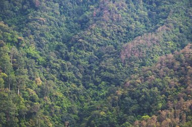 Sonbaharda yeşillik yağmur ormanları tepelerinin manzarası