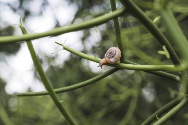 Arkaplanı bulanık olan ağaç dalındaki bir salyangozun yakın plan resmi