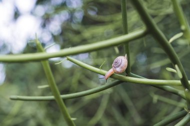 Arkaplanı bulanık olan ağaç dalındaki bir salyangozun yakın plan resmi