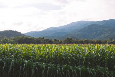 Dağ ve yeşil doğa arka planına sahip çiftlikteki mısır tarlalarının manzarası.