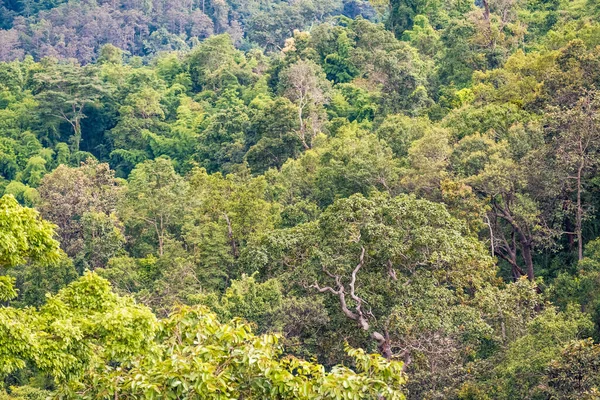 Landscape Image Greenery Rainforest Hills Rainy Season — Stock Photo, Image