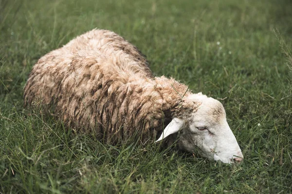 Image Rapprochée Moutons Dans Champ Herbe Verte Ferme Rurale — Photo