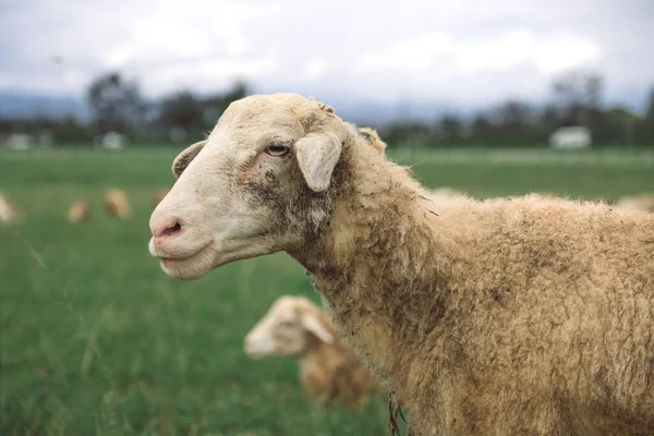 Closeup Image Sheep Green Grass Field Countryside Farm — Stock Photo, Image