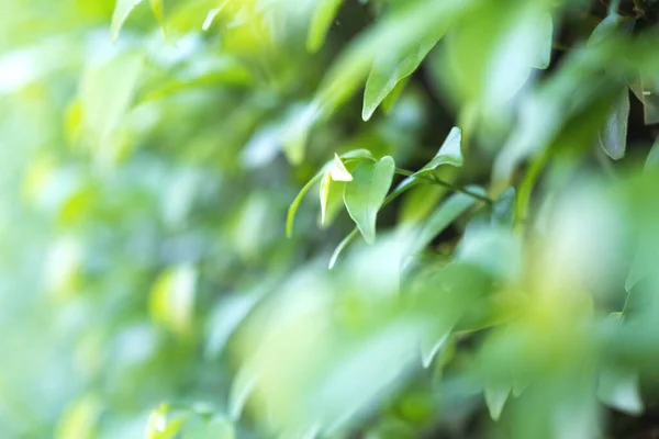 Imagen Primer Plano Del Fondo Las Hojas Verdes —  Fotos de Stock