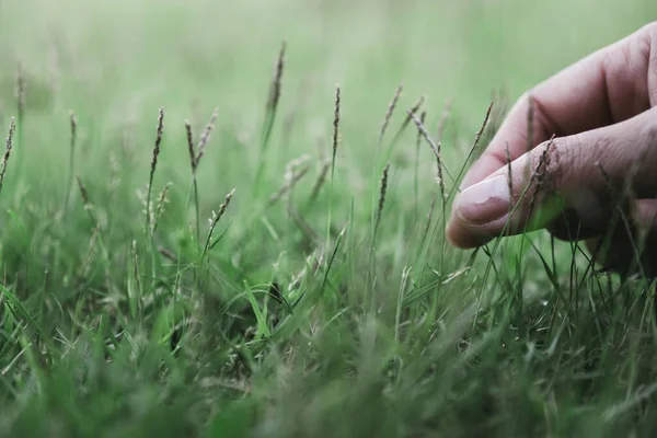 在田野里用手触摸和采摘草的特写 — 图库照片