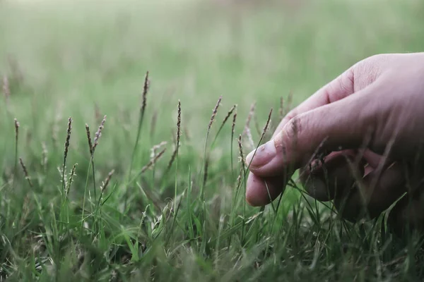 在田野里用手触摸和采摘草的特写 — 图库照片