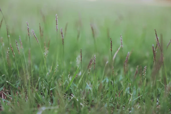 Image Rapprochée Herbe Verte Fleurs Dans Champ — Photo