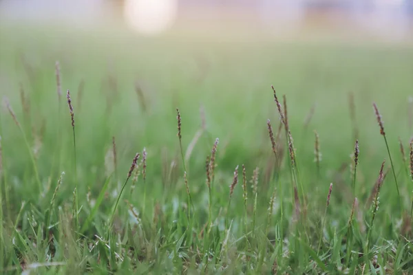 Image Rapprochée Herbe Verte Fleurs Dans Champ — Photo