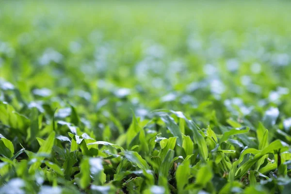 Image Rapprochée Herbe Verte Dans Une Cour — Photo