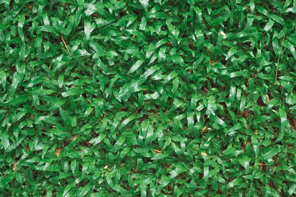 Крупним Планом Зображення Фону Зеленої Трави — стокове фото