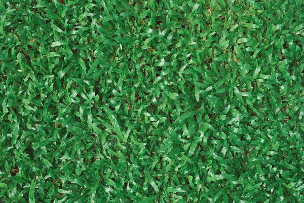 Крупним Планом Зображення Фону Зеленої Трави — стокове фото