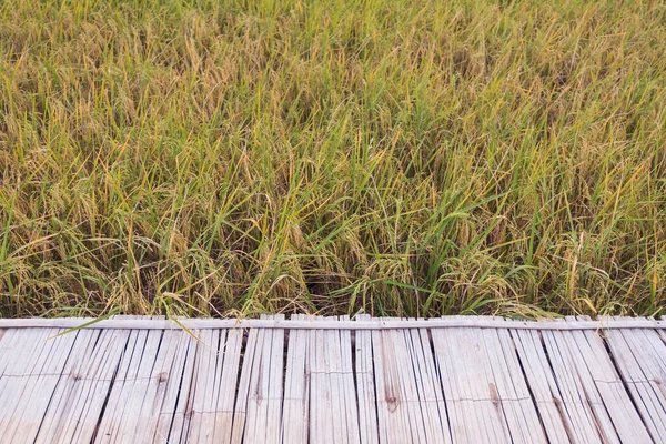 Uma Velha Ninhada Bambu Campo Arroz — Fotografia de Stock