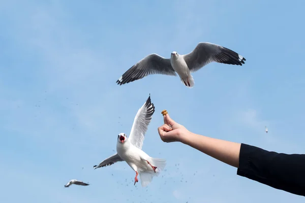 Closeup Image Person Rising Hand Feeding Beautiful Feather Seagull Blue — Stock Photo, Image