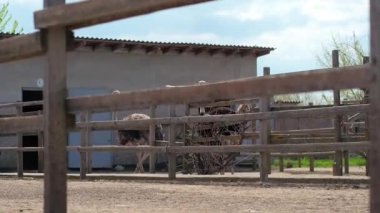 Devekuşu Çiftliği Ukrayna, çit, Devekuşları yürüyüş büyük bir çiftlik, kuşlar, komik kuşlar, sınırlı koşullarda hayvan yaşamı, iş için komik planları üzerinde büyük kuşlar faaliyetleri çiftlik