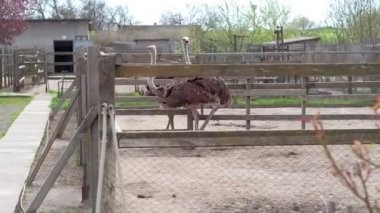 Devekuşu Çiftliği Ukrayna, çit, Devekuşları yürüyüş büyük bir çiftlik, kuşlar, komik kuşlar, sınırlı koşullarda hayvan yaşamı, iş için komik planları üzerinde büyük kuşlar faaliyetleri çiftlik