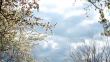 Devekuşu Çiftliği Ukrayna, çit, Devekuşları yürüyüş büyük bir çiftlik, kuşlar, komik kuşlar, sınırlı koşullarda hayvan yaşamı, iş için komik planları üzerinde büyük kuşlar faaliyetleri çiftlik