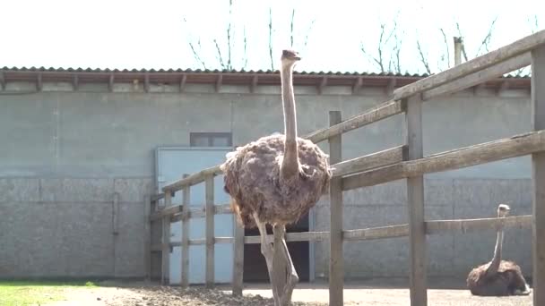 Ferme d'autruche en Ukraine, gros oiseaux dans la clôture, autruches marchent sur une grande ferme, plans drôles pour les oiseaux drôles, la vie animale dans des conditions limitées, affaires sur les oiseaux, activités agricoles — Video