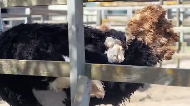 ウクライナのダチョウ農場、フェンス、大きな農場での鳥のユッケ、限られた条件で動物の生活、ビジネスの面白い計画ダチョウ徒歩で大きな鳥のファーム活動 — ストック動画