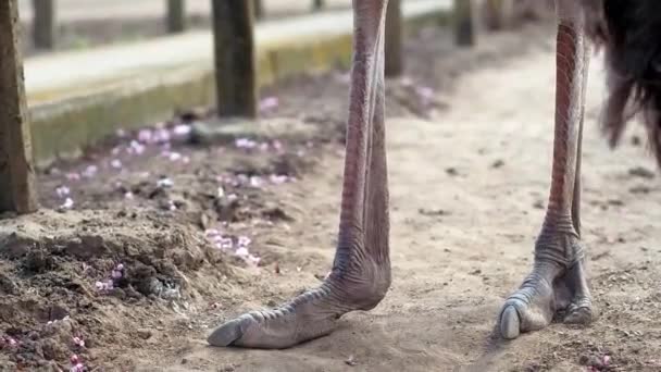 Granja de avestruz en Ucrania, aves grandes en la valla, avestruces caminar en una granja grande, planes divertidos para aves divertidas, vida animal en condiciones limitadas, negocio en aves, actividades de granja — Vídeos de Stock