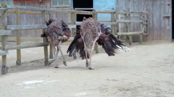 Avestruz fazenda na Ucrânia, pássaros grandes na cerca, avestruzes caminhar em uma grande fazenda, planos engraçados para aves engraçadas, vida animal em condições limitadas, negócios com aves, atividades agrícolas — Vídeo de Stock