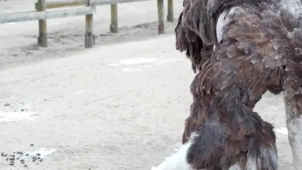 Avestruz Fazenda Ucrânia Pássaros Grandes Cerca Avestruzes Caminhar Uma Grande — Vídeo de Stock