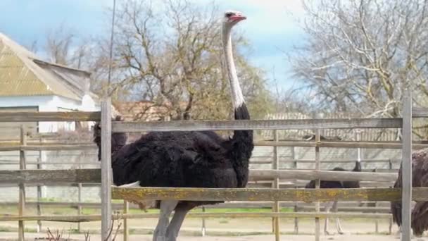 Ferme d'autruche en Ukraine, gros oiseaux dans la clôture, autruches marchent sur une grande ferme, plans drôles pour les oiseaux drôles, la vie animale dans des conditions limitées, affaires sur les oiseaux, activités agricoles — Video