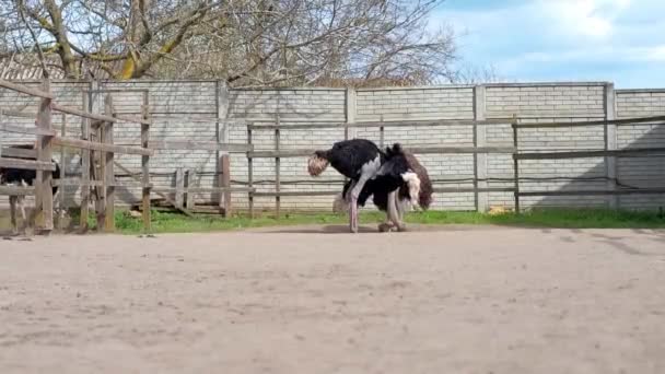 Ostrich farm in Ukraine, big birds in the fence, ostriches walk on a big farm, funny plans for funny birds, animal life in limited conditions, business on birds, farm activities — Stock Video