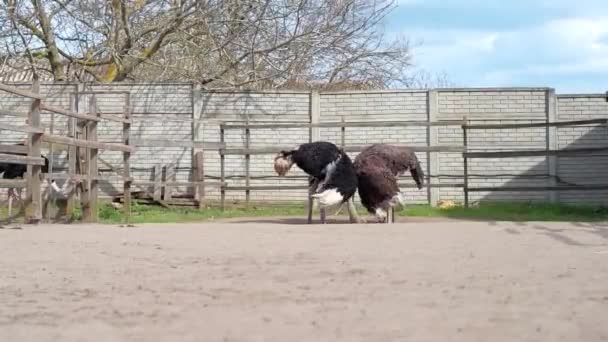 ウクライナのダチョウ農場 フェンス 大きな農場での鳥のユッケ 限られた条件で動物の生活 ビジネスの面白い計画ダチョウ徒歩で大きな鳥のファーム活動 — ストック動画