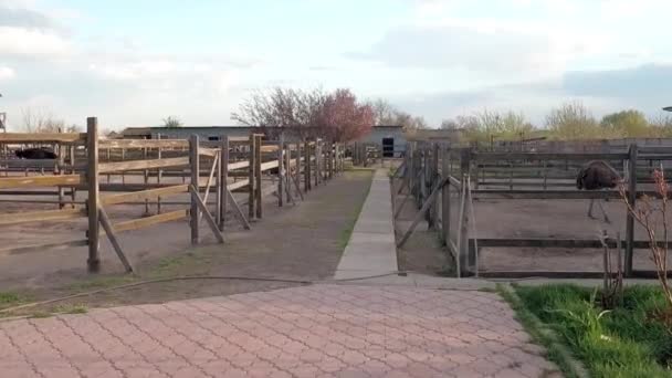 Granja de avestruz en Ucrania, aves grandes en la valla, avestruces caminar en una granja grande, planes divertidos para aves divertidas, vida animal en condiciones limitadas, negocio en aves, actividades de granja — Vídeo de stock