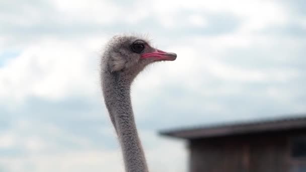 Ostrich farm in Ukraine, big birds in the fence, ostriches walk on a big farm, funny plans for funny birds, animal life in limited conditions, business on birds, farm activities — Stock Video