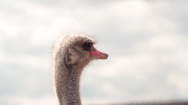 Granja de avestruz en Ucrania, aves grandes en la valla, avestruces caminar en una granja grande, planes divertidos para aves divertidas, vida animal en condiciones limitadas, negocio en aves, actividades de granja — Vídeo de stock