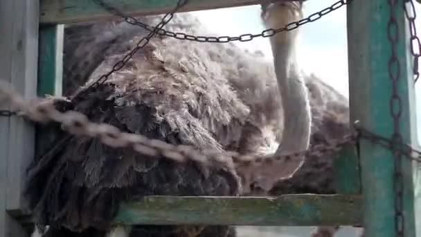 Fattoria di struzzo in Ucraina, grandi uccelli nel recinto, struzzi camminano in una grande fattoria, piani divertenti per uccelli divertenti, vita animale in condizioni limitate, affari sugli uccelli, attività agricole — Video Stock