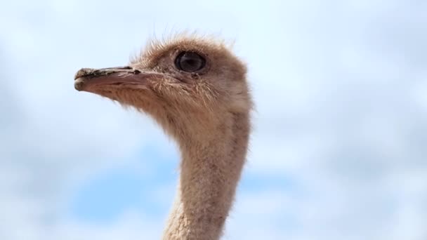 ウクライナのダチョウ農場、フェンス、大きな農場での鳥のユッケ、限られた条件で動物の生活、ビジネスの面白い計画ダチョウ徒歩で大きな鳥のファーム活動 — ストック動画