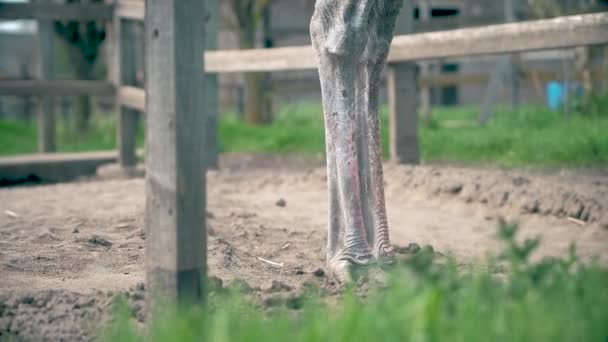 Struisvogel boerderij in Oekraïne, grote vogels uit het hek, struisvogels wandeling op een grote boerderij, grappige plannen voor grappige vogels, dierlijk leven in beperkte omstandigheden, business op vogels, boerderij activiteiten — Stockvideo