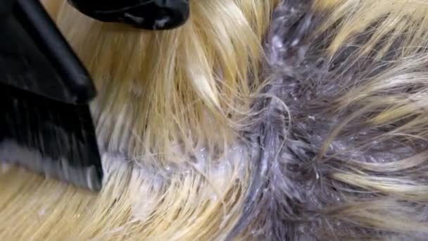 Friseur bringt Farbe an die Wurzeln des Modells, Nahaufnahme — Stockvideo