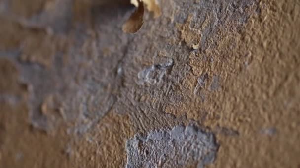 Старий листкове стіна — стокове відео