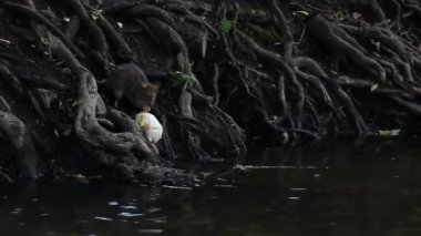 Doğal bir ortamda vahşi iri fare