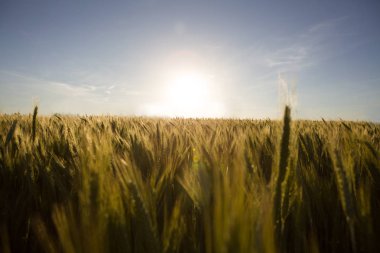 Batan güneşin doğru tahıl tarımı.