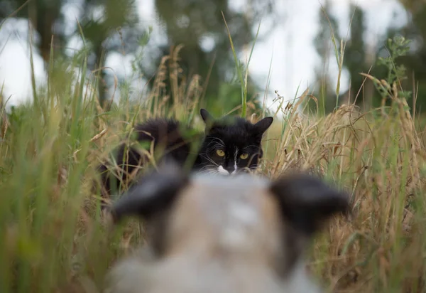 Cat vs Dog - fight. Frightened kitten, afraid of a dog.