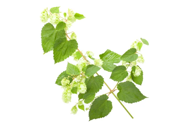 Luppolo Verde Isolato Sullo Sfondo Bianco Fiore Con Luppolo Foglia — Foto Stock